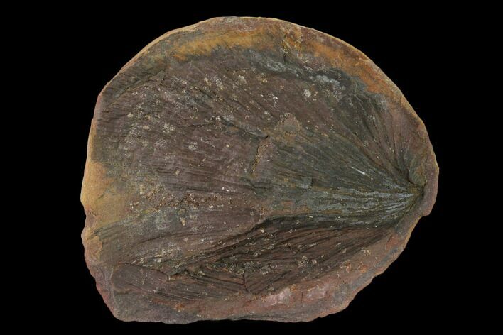 Fossil Fern (Cyclopteris) Nodule - Mazon Creek #134863